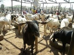 EID EL-KABIR: 600 RAMS, COWS STOLEN IN ZAMFARA