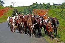 Expert warns against consumption of cattle with nodules