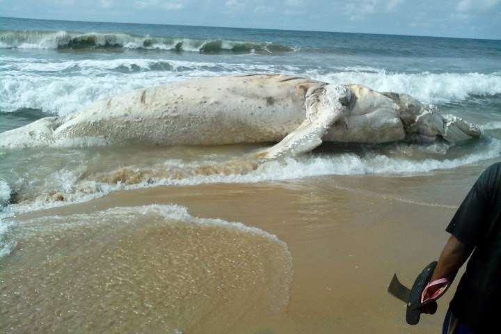 Strange monster fish washes ashore at Eleko Beach, Lagos