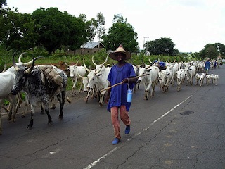 Ruga settlements: FG planned colonies for all states, may use N2.26bn grazing reserve budget