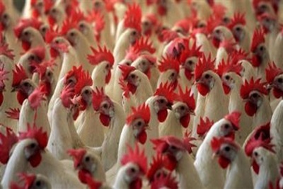 Bird Flu outbreak reported in Lagos