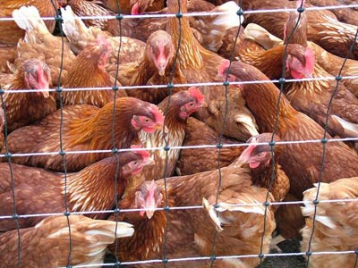 Bird Flu hits Kano, few days after it was reported in Lagos