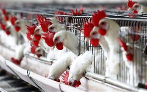 FAO calls for $20m to prevent avian flu in West Africa