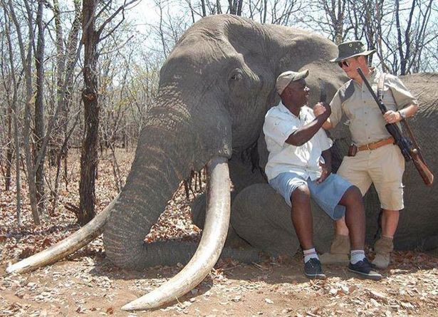 Outrage as German hunter kills biggest elephant in Africa for 30 years