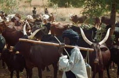 Again, Fulani herdsmen invade Uzo-Uwani, Enugu State;  2 persons killed, 19 others missing