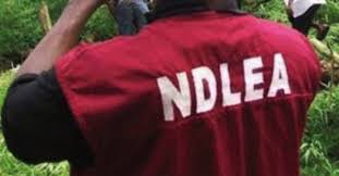 NDLEA arrests self-professed evangelist over narcotics worth N1.4bn