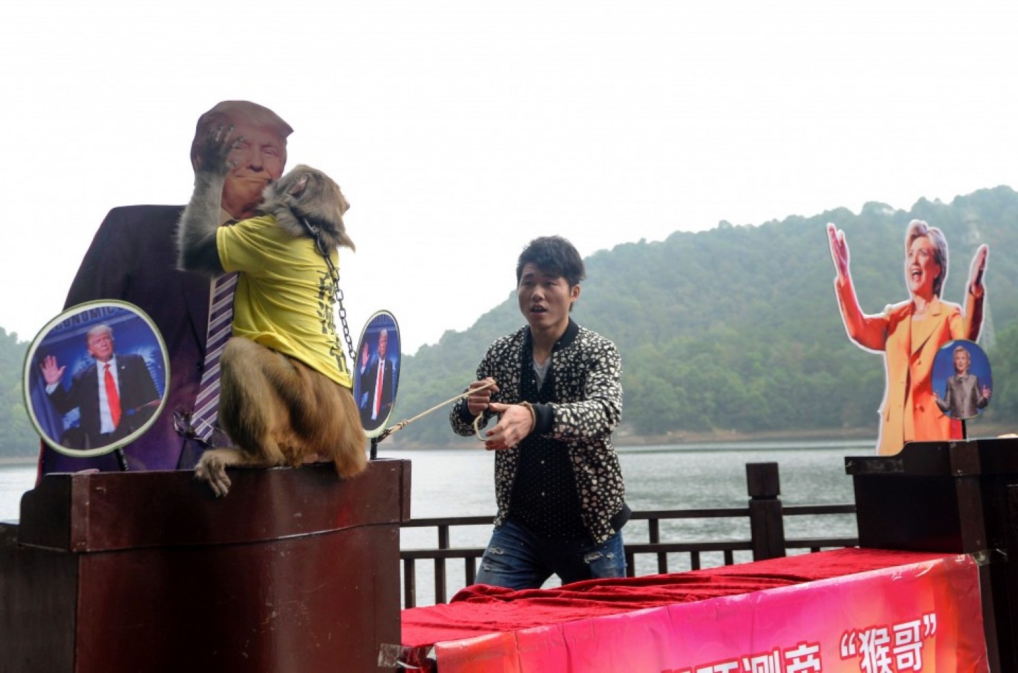 Mystical Chinese monkey predicts Trump will win the U.S. election
