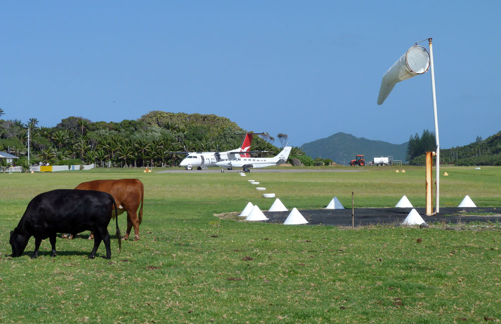 Cows force passenger plane to abort landing at Owerri airport