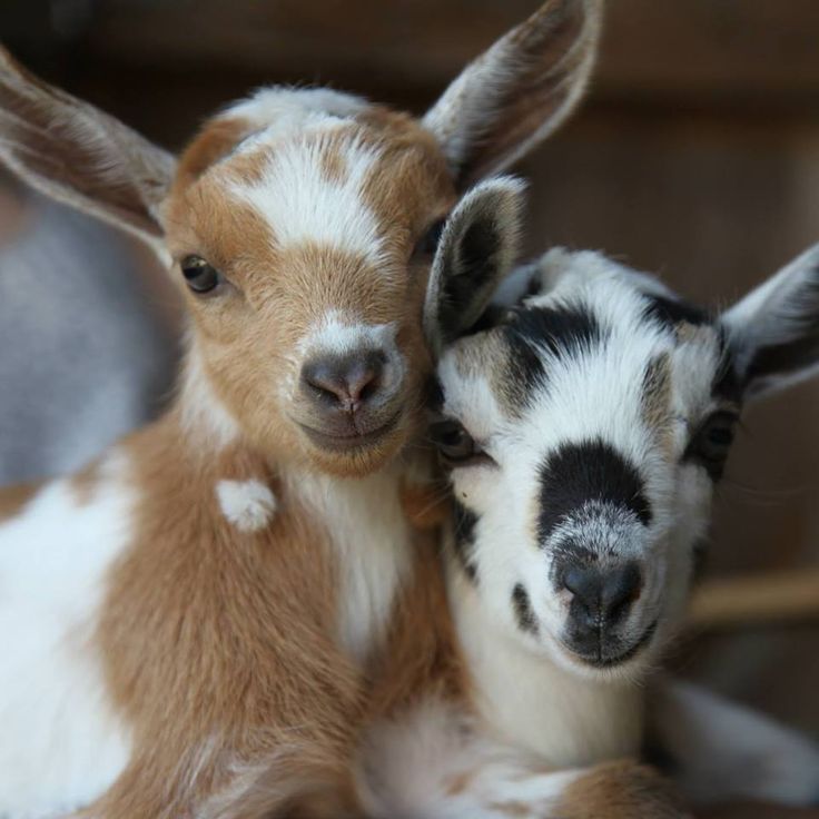 My husband compared me with goats, I'm tired of him: Wife