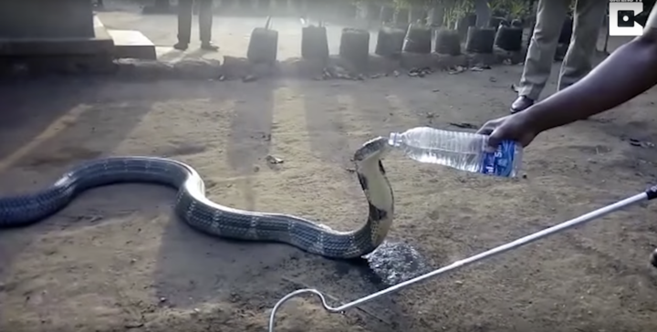Thirsty King Cobra Sips From Water Bottle Amid Debilitating Droughts