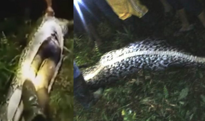 Missing man found dead in belly of 23 ft-long PYTHON in Indonesia