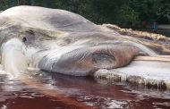Massive ‘sea creature’ washes up on beach in Indonesia