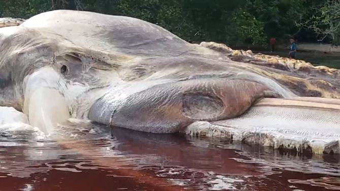 Massive ‘sea creature’ washes up on beach in Indonesia