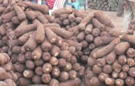 How negative reports affect Nigeria’s yams export: exporters