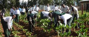 CBN to engage 400,000 youths in farming  under AADS scheme