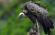 How a vulture caused motorcycle crash that killed couple