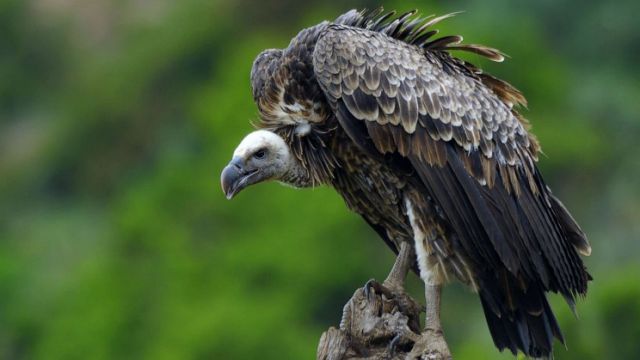 How a vulture caused motorcycle crash that killed couple