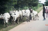 Panic as foreign herdsmen take over Oyo, Ogun forest reserves