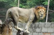 Panic in Kano as lion escapes from  Zoological garden