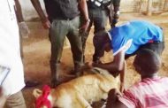 LASG sedates, removes lion from Victoria Island house