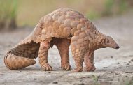 Coronavirus: Pangolins found to carry viruses related to Covid-19