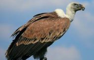 Coalition launches online petition against vulture killings