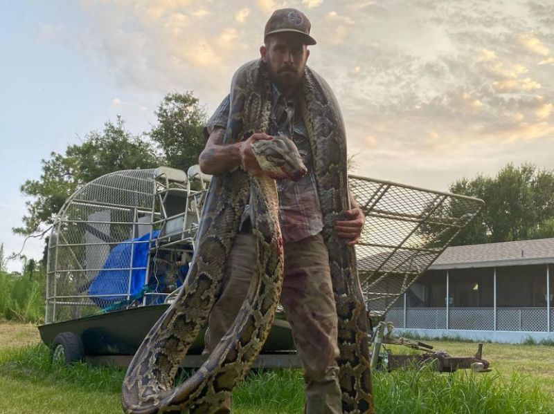 17-foot python captured in Florida Everglades by man who calls himself ‘python’