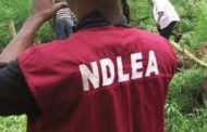 NDLEA arrests 146 drug suspects in C/River