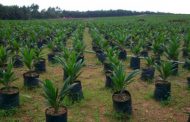 Environment Ministry releases 5m seedlings to NDA
