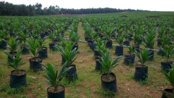 Environment Ministry releases 5m seedlings to NDA