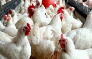 Unilorin to begin N600m poultry project, says VC