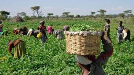 Ekiti Govt, CBN partner to empower 1,000 cassava farmers