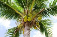 Lagos govt charges Lagosians to plant coconuts trees