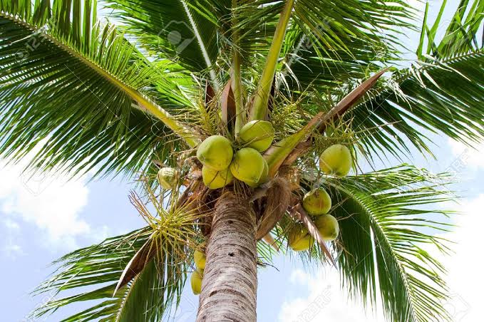 Lagos govt charges Lagosians to plant coconuts trees