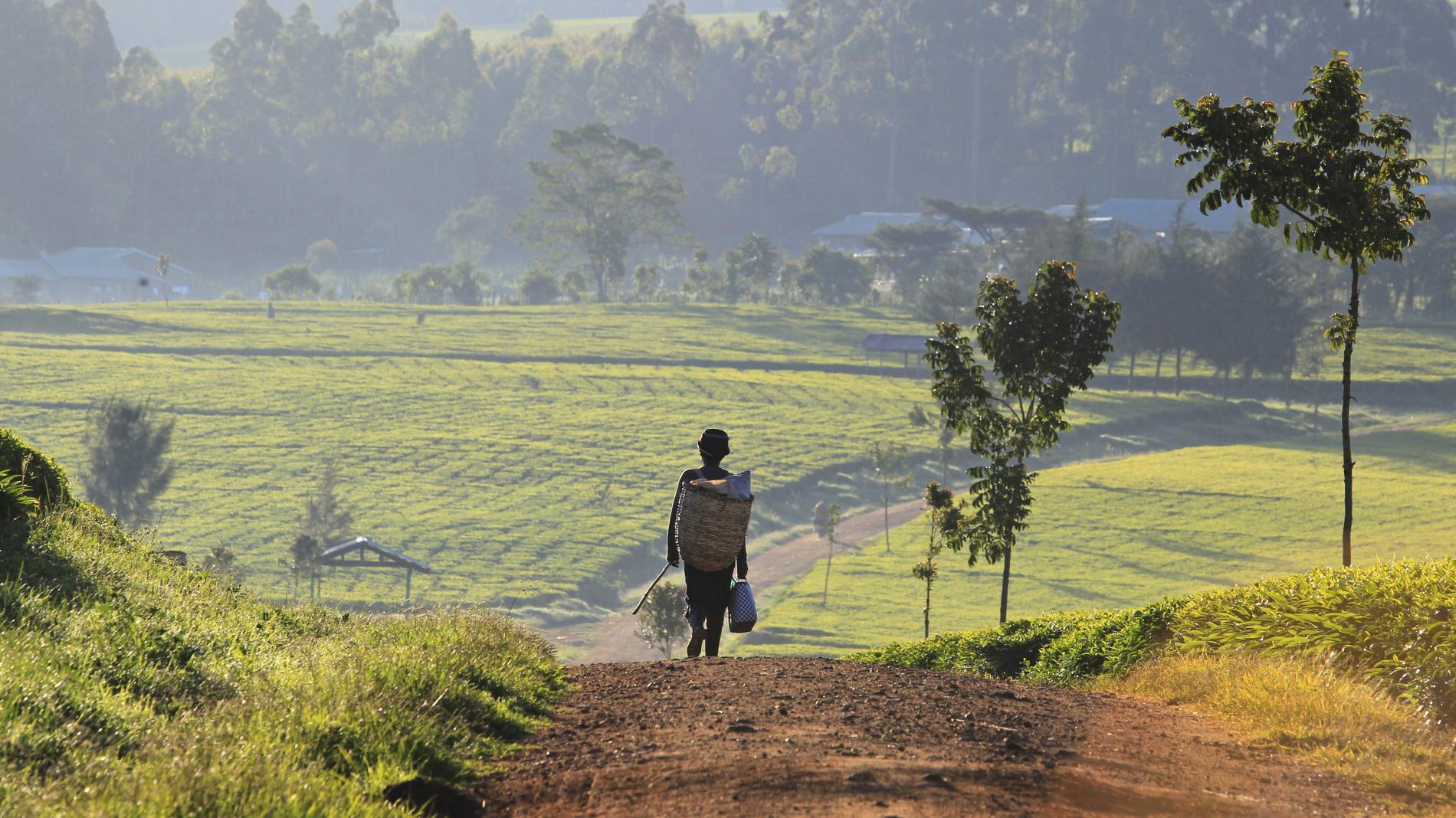 West Africans originally migrated to East Africa, say scientists