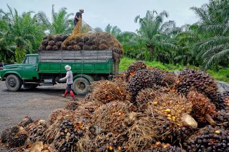 Nigeria imports palm oil worth $500m annually:  FG