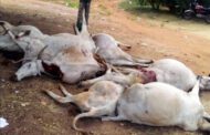 Strange cow disease hits Enugu community, many cows dead