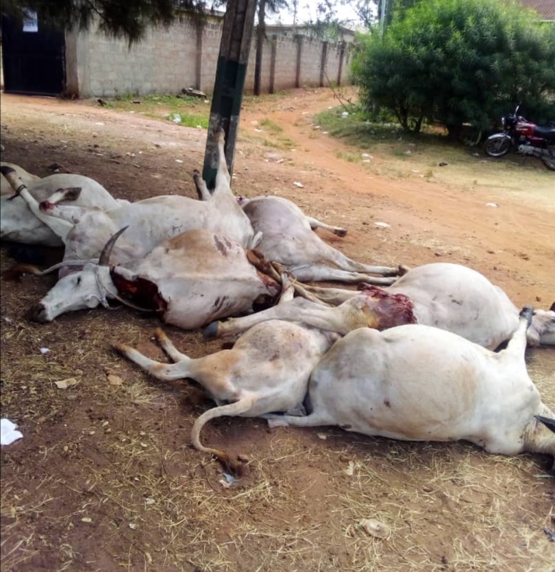 Strange cow disease hits Enugu community, many cows dead