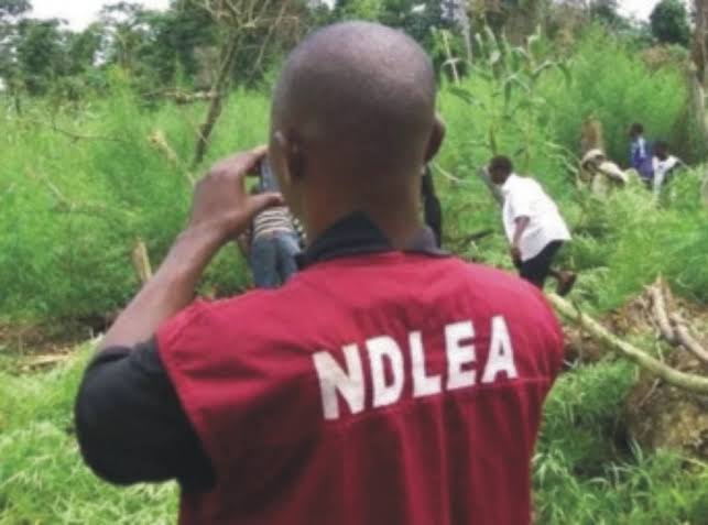 NDLEA recovers cocaine, heroin from monarch’s palace