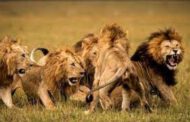 Lions kill three children