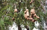 How sex-enhancing fruits turned Gombe communities into tourists attraction