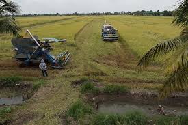 Thailand edging towards world’s top rice exporter