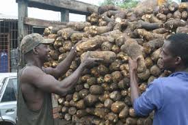 Yam could liberate Africa from excessive rice consumption – Expert 
