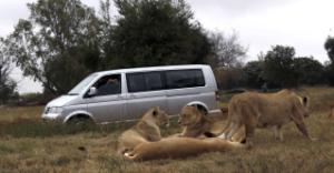 Lion kills American tourist driving in S. African park