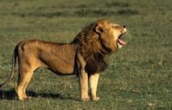 Lion on the loose in Jos