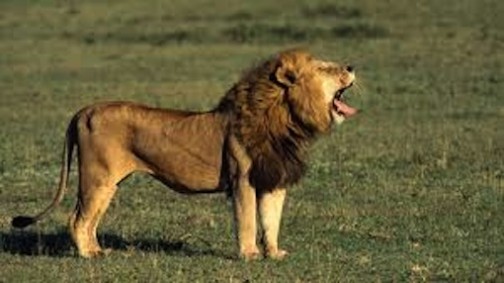 Lion on the loose in Jos