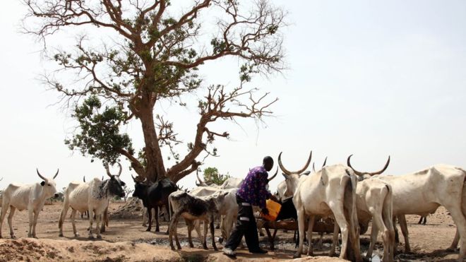 Buhari orders crackdown on Fulani cattle raiders