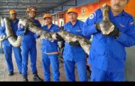 World's longest-ever captured python dies after giving birth
