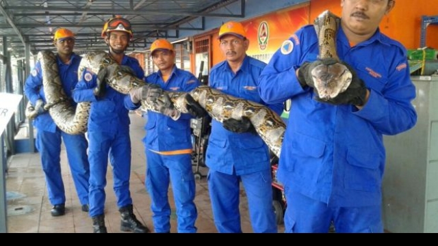World's longest-ever captured python dies after giving birth