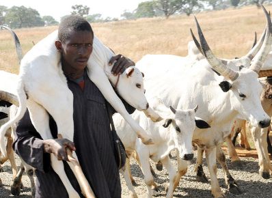 Fulani herdsmen: Police arrest five suspected attackers of Nimbo community